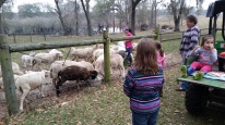 Feeding the sheep.