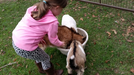 Feeding baby goats.
