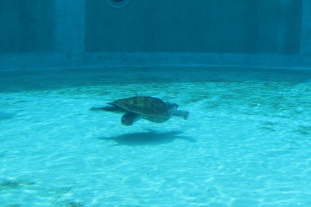 Huge sea turtle
