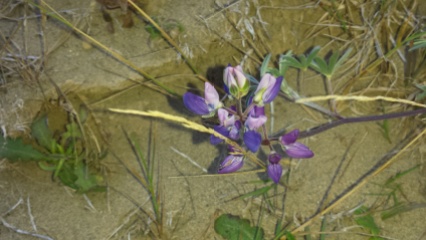 Oregon Coast Wildflower