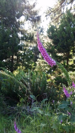 RedwoodsWildflower
