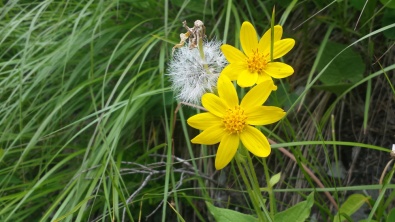 YellowWildflower2GlacierNP